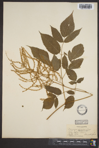 Aruncus dioicus image