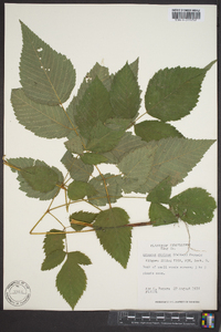 Aruncus dioicus image