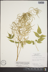 Aruncus dioicus image