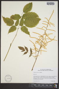 Aruncus dioicus image