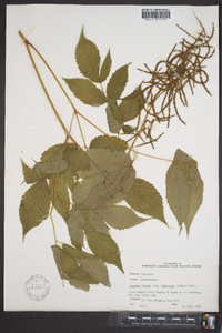 Aruncus dioicus image