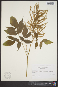 Aruncus dioicus image