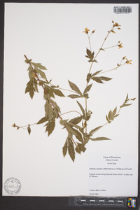 Gillenia stipulata image