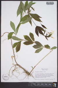 Gillenia trifoliata image