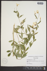 Gillenia trifoliata image