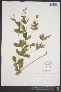 Gillenia trifoliata image