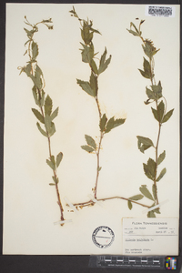 Gillenia trifoliata image