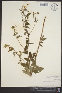 Gillenia trifoliata image