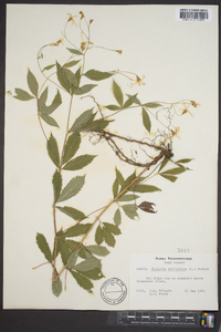 Gillenia trifoliata image