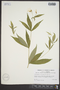 Gillenia trifoliata image