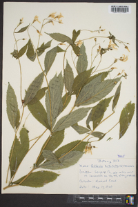 Gillenia trifoliata image