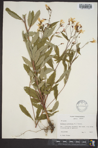 Gillenia trifoliata image