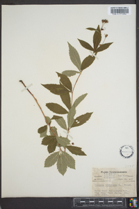 Gillenia trifoliata image