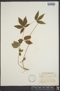 Gillenia trifoliata image