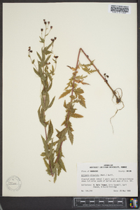 Gillenia trifoliata image