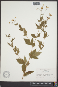 Gillenia trifoliata image