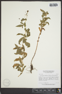 Gillenia trifoliata image