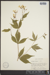 Gillenia trifoliata image