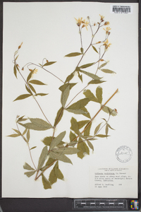 Gillenia trifoliata image