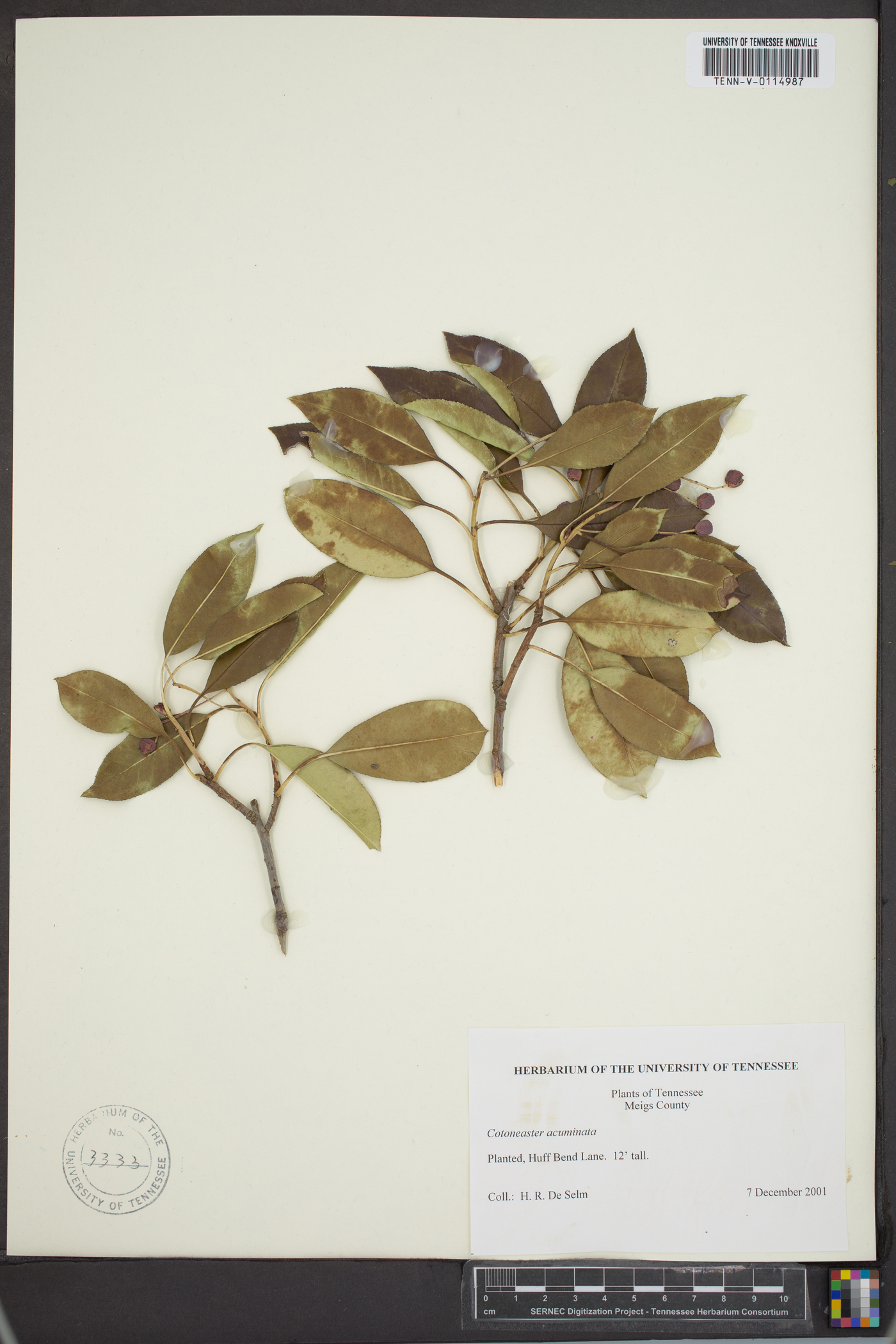 Cotoneaster acuminatus image