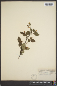 Cotoneaster acutifolius image