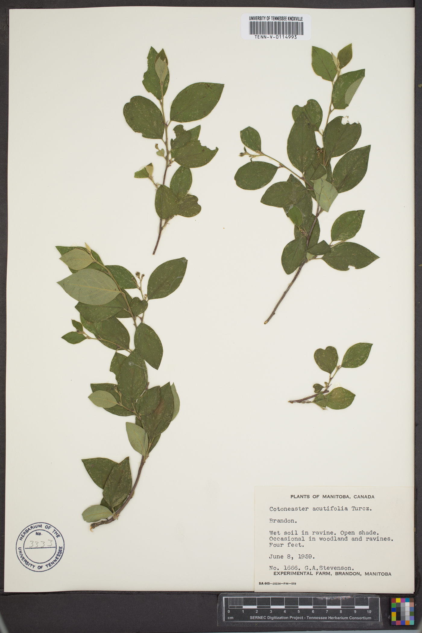 Cotoneaster acutifolius image