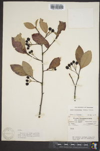 Aronia melanocarpa image