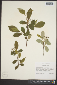 Aronia melanocarpa image