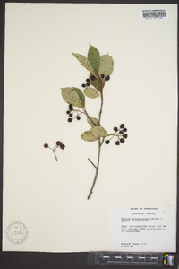 Aronia melanocarpa image