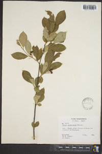 Aronia melanocarpa image