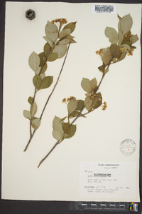 Aronia melanocarpa image