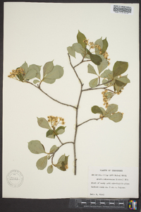 Aronia melanocarpa image