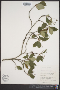 Aronia melanocarpa image