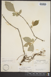 Aronia melanocarpa image