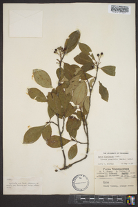 Aronia melanocarpa image