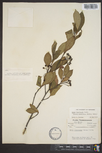 Aronia melanocarpa image