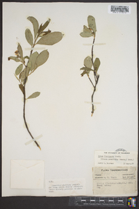 Aronia melanocarpa image