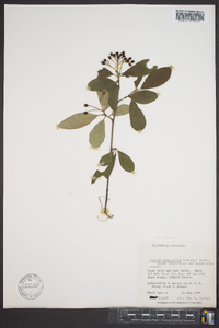 Aronia melanocarpa image