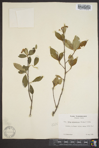 Aronia melanocarpa image