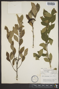 Aronia melanocarpa image