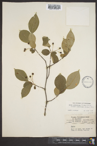 Aronia melanocarpa image