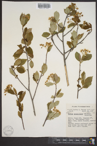 Aronia melanocarpa image