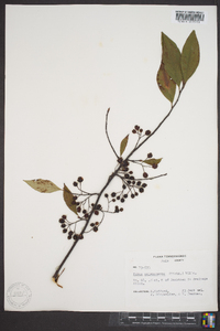 Aronia melanocarpa image