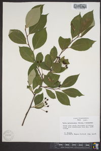 Aronia melanocarpa image