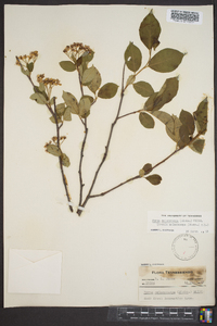 Aronia melanocarpa image