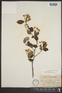 Aronia atropurpurea image