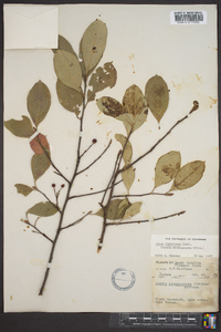 Aronia atropurpurea image