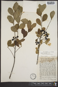 Aronia atropurpurea image