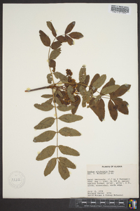 Aronia melanocarpa image