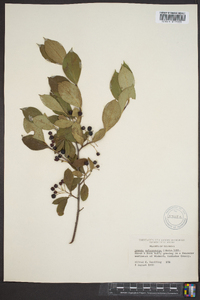 Aronia melanocarpa image